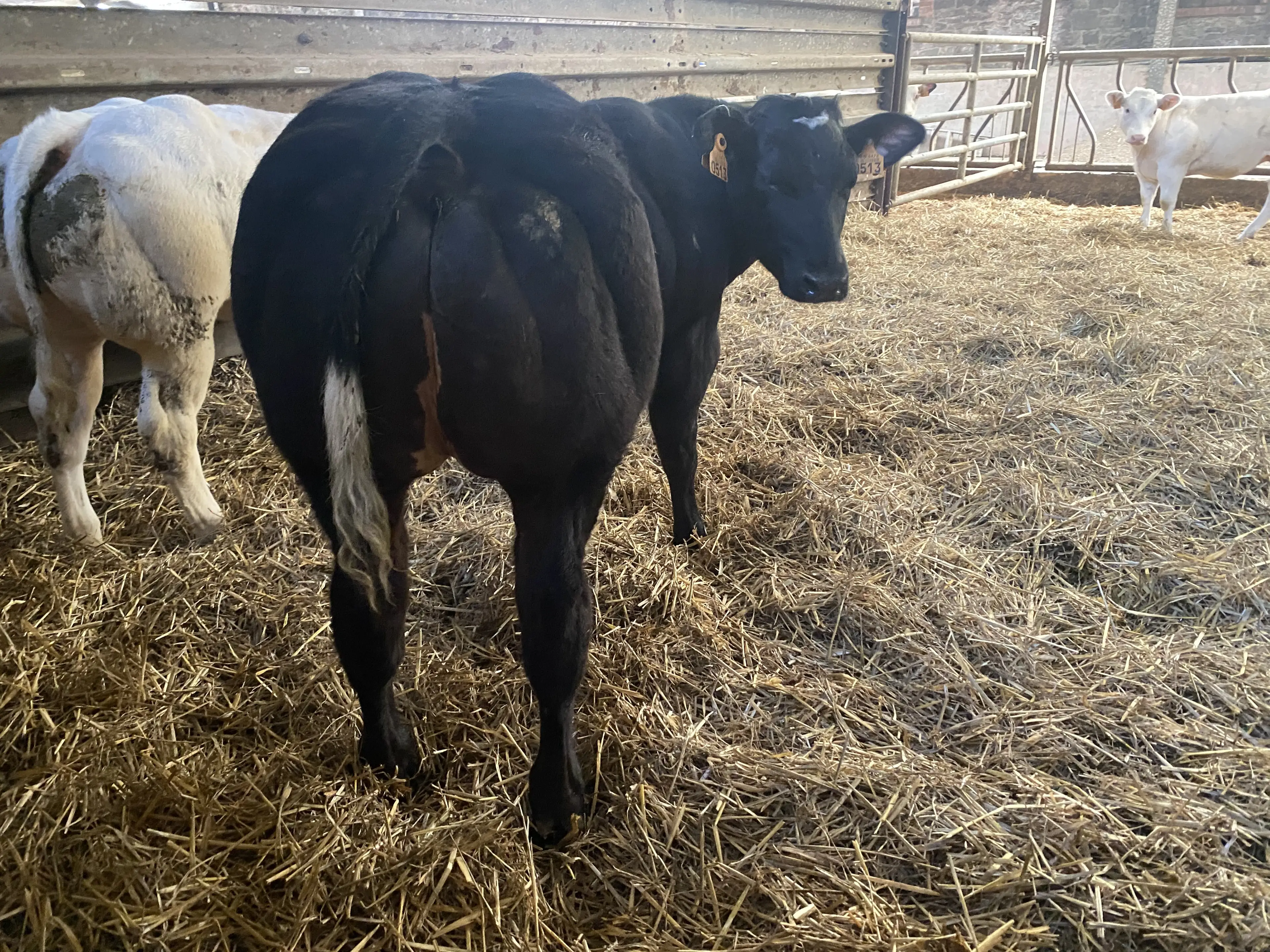Maradona du Champ du Moulin (BB7842) Heifer calf