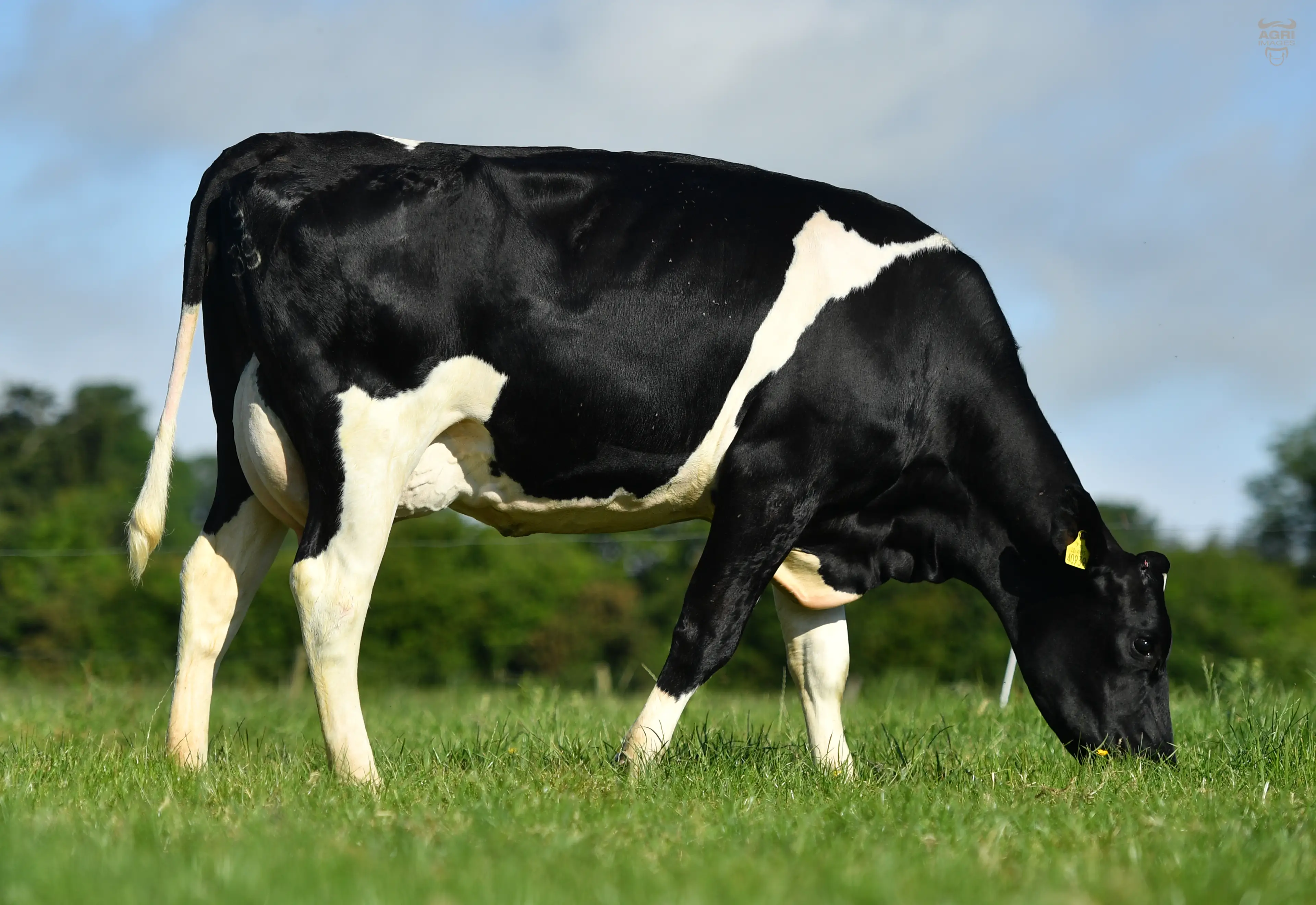 Ballintossig FR4785 Amber 939 - Dam of Star Trek