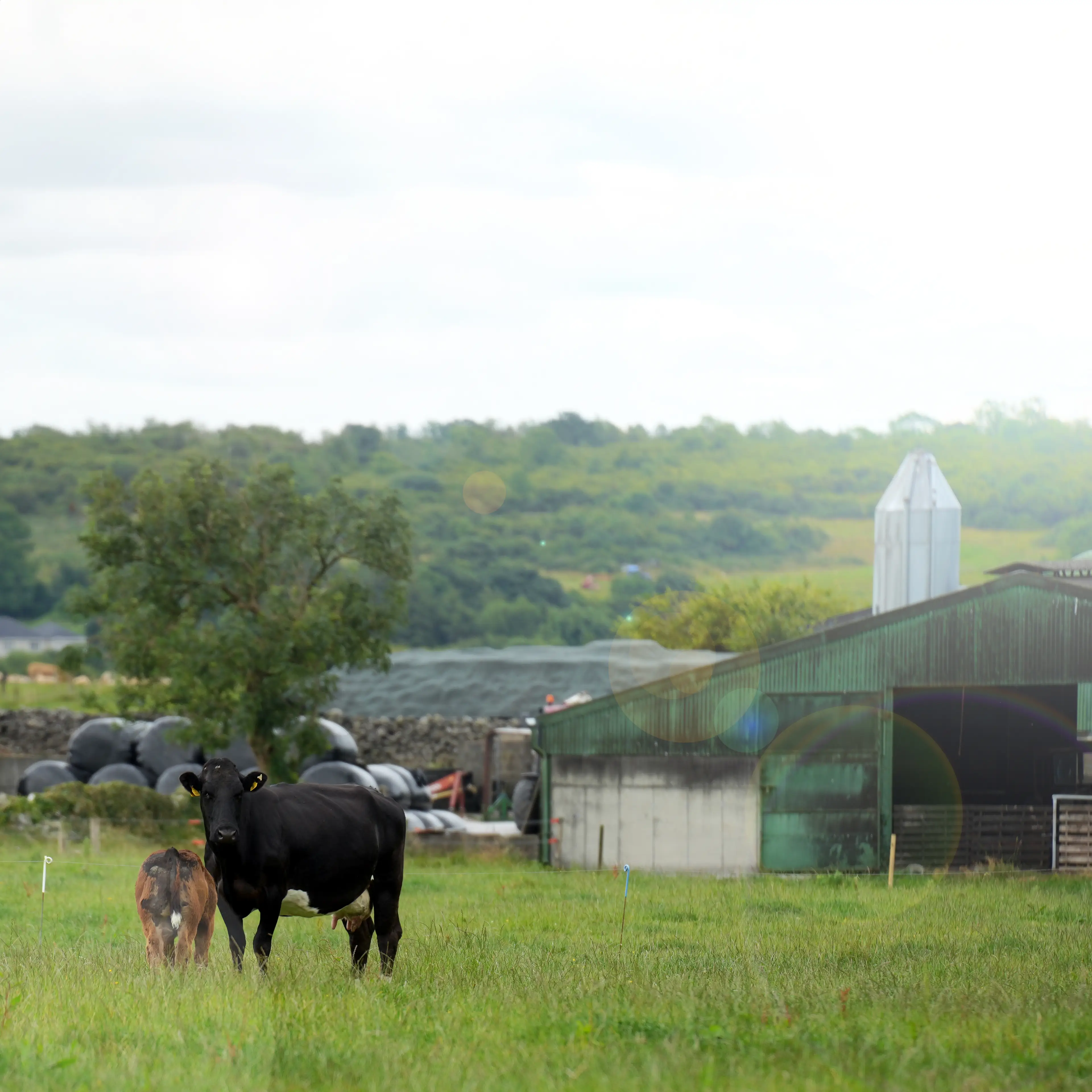 Dovea Genetics Breeding Week 9th - 13th March