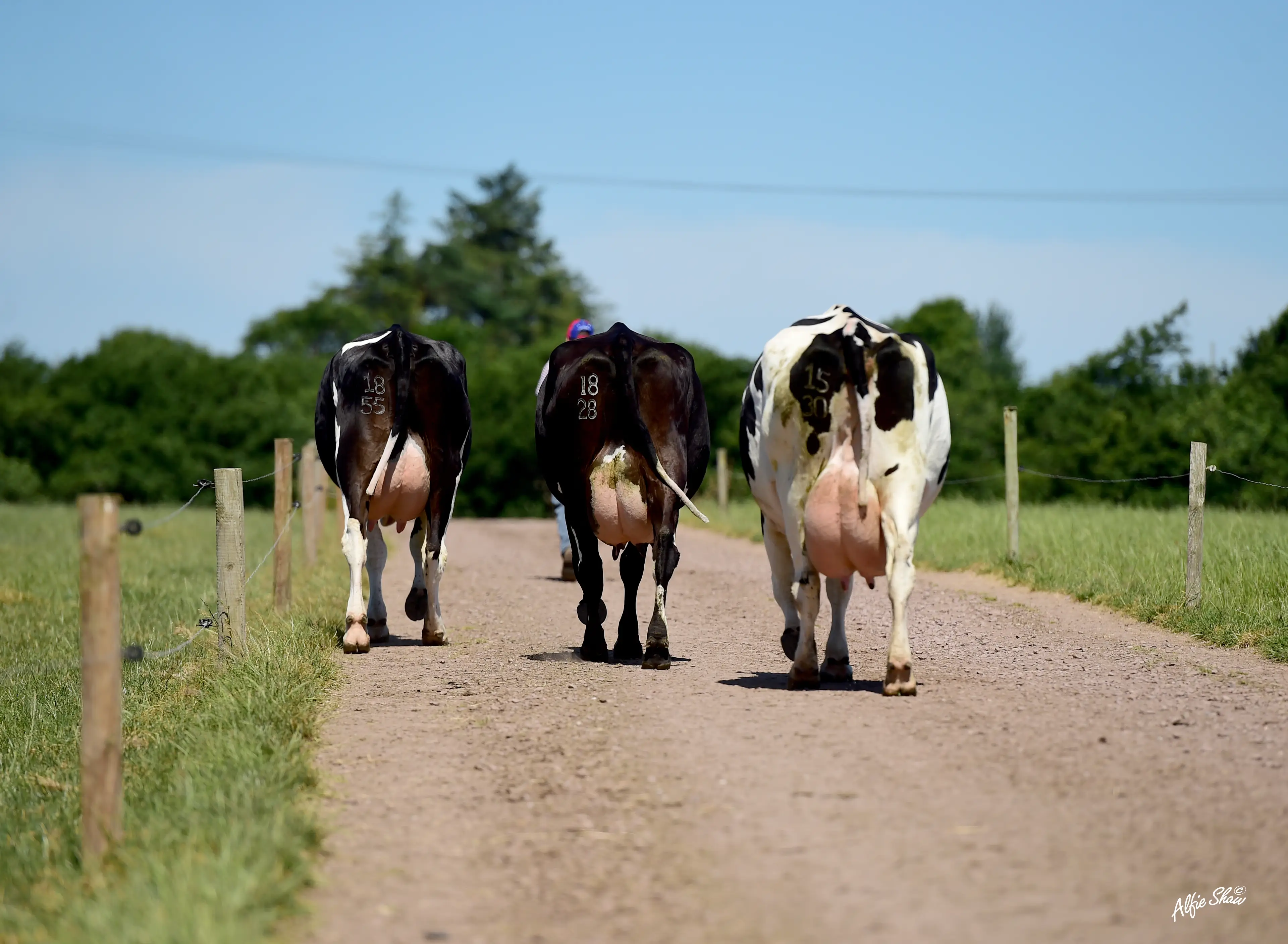 Dovea Genetics Breeders Club