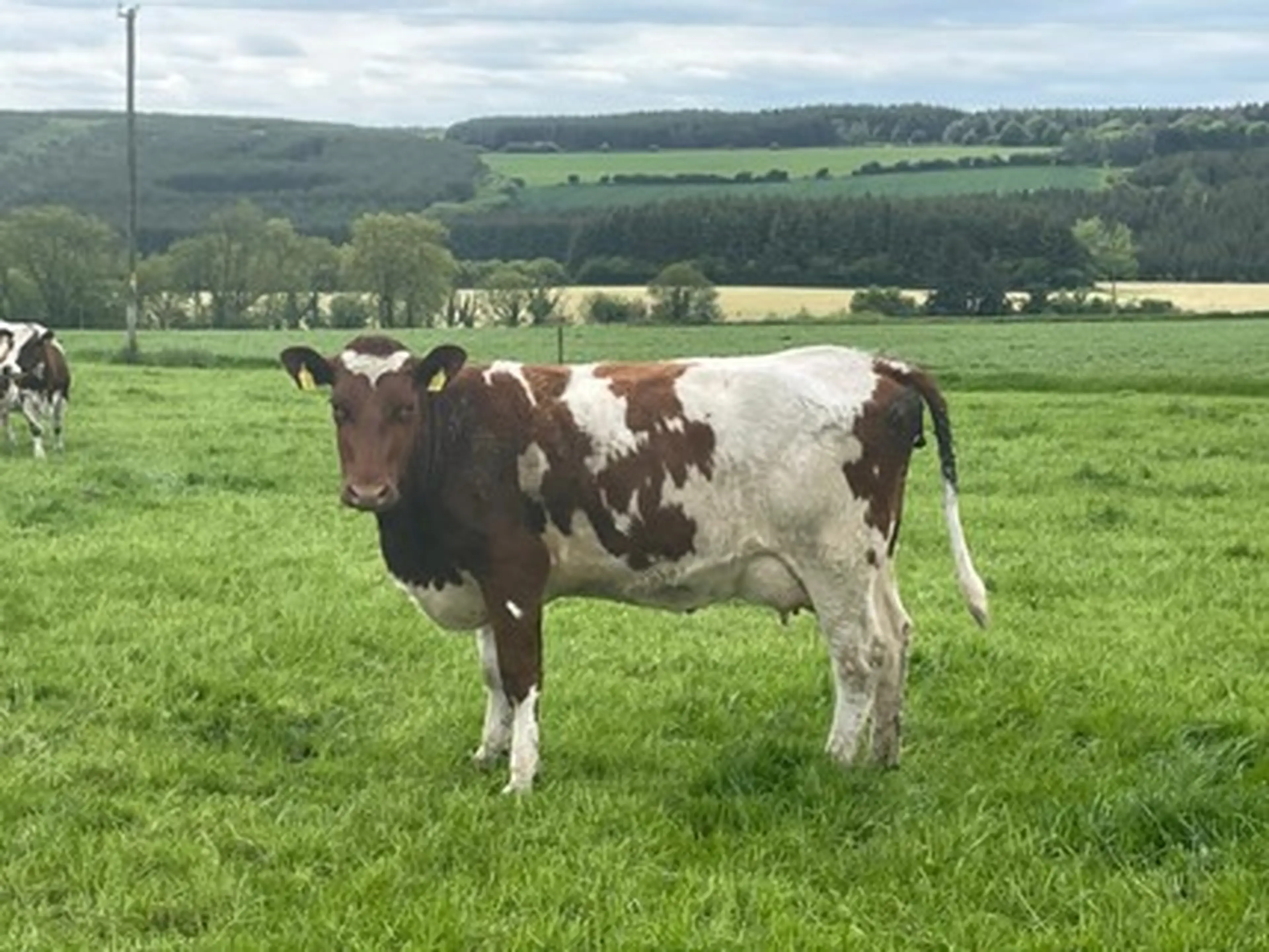 Figure 1 Roen NR5881. First of the Roen daughters milking in Ireland. Lovely medium sized heifer. Roen, NR5881 is the number 1 on the active bull list across all other breeds other than HO or JE.