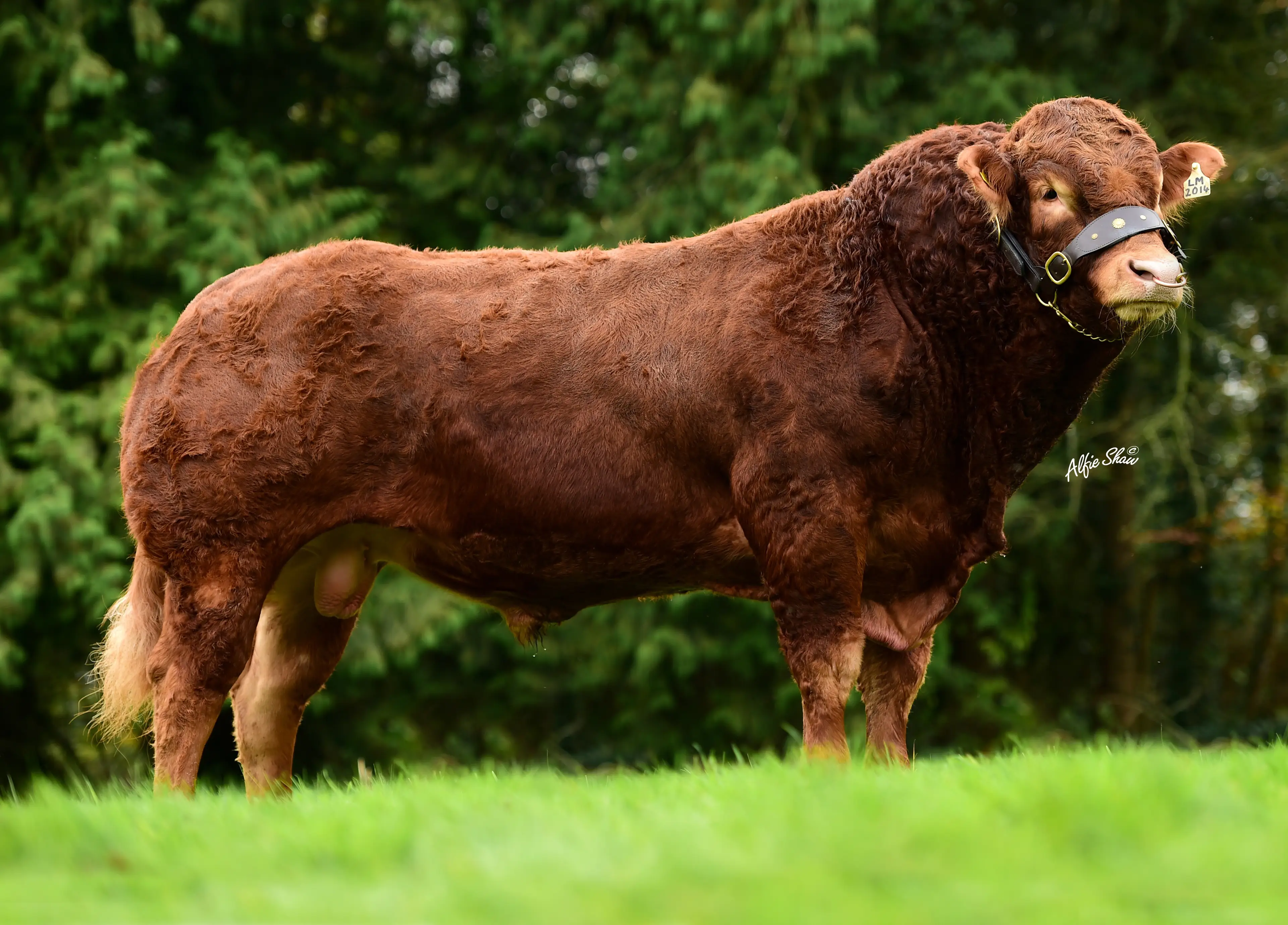 Ewdenvale Ivor (LM2014) Ireland’s Leading Dairy Beef Sire Across All Breeds 