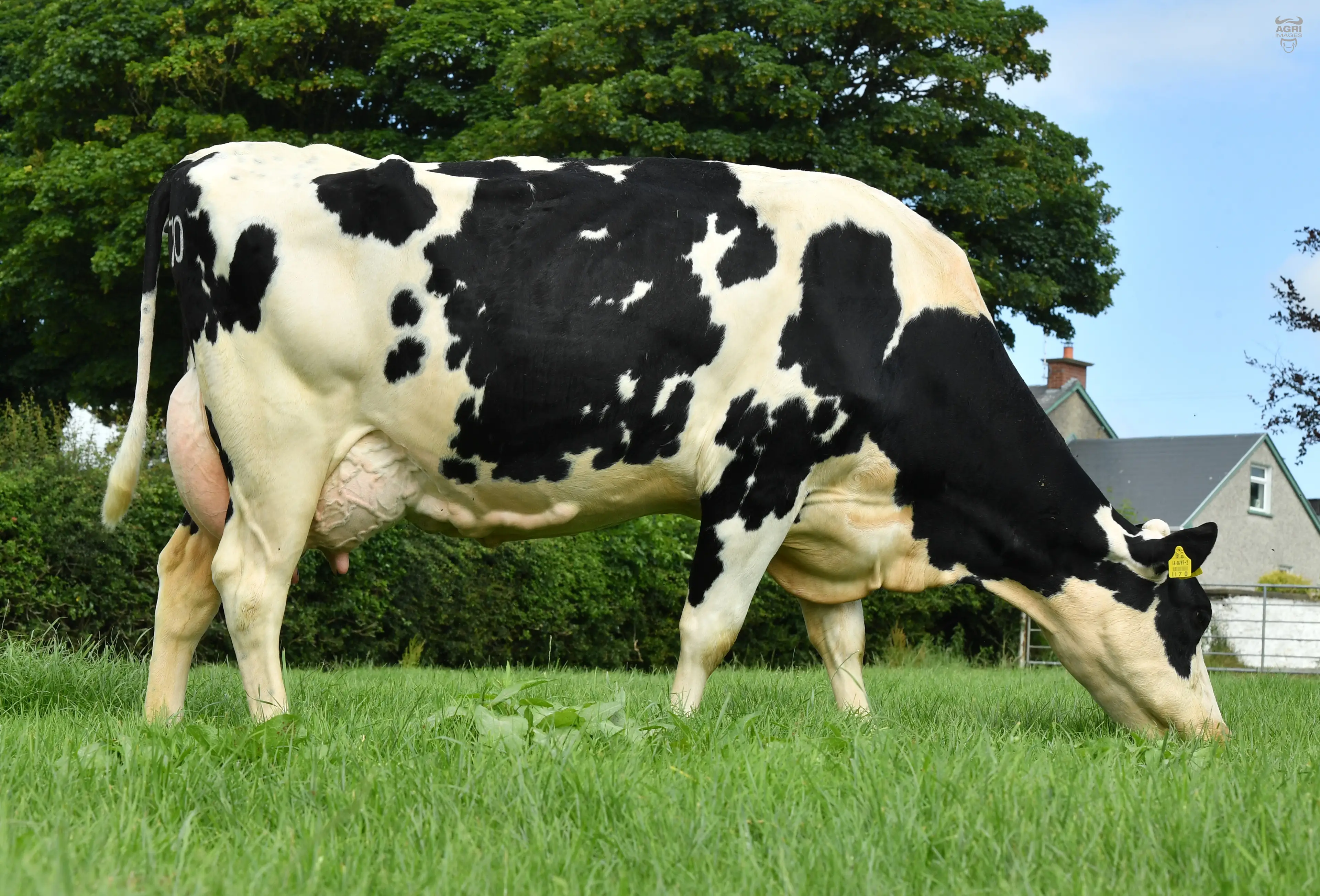 Dam of Ardallen Fergus FR6472