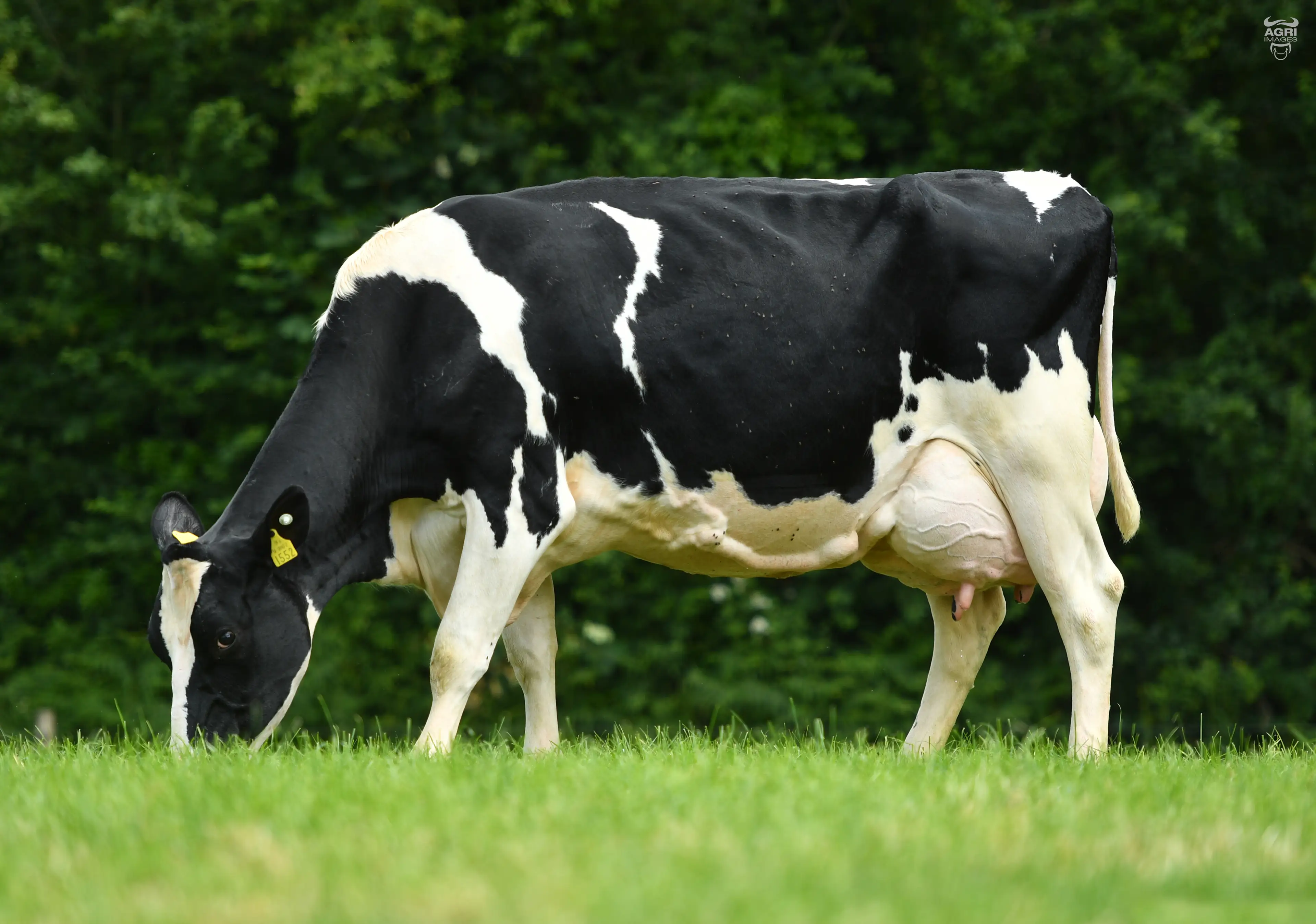 Clochrua XDO Lucy 1552 EX90, dam of Clochrua Messi (FR9358)