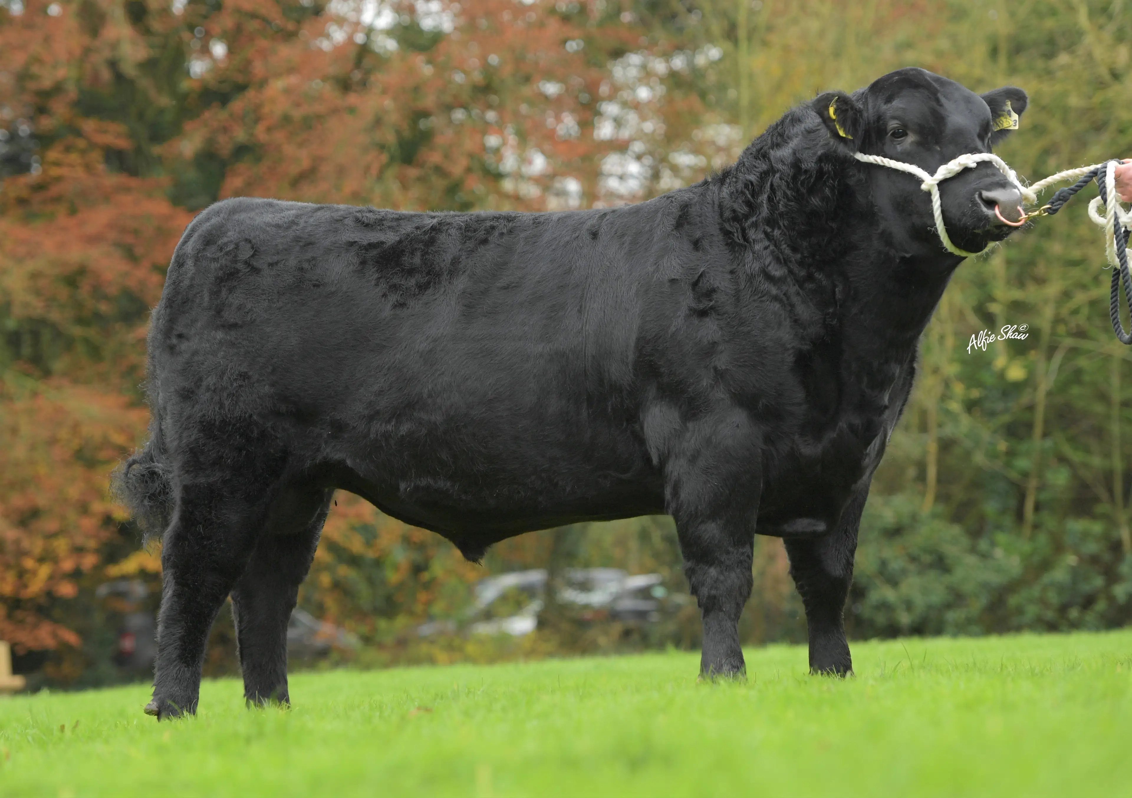 Kealkil Prime Lad AA4743