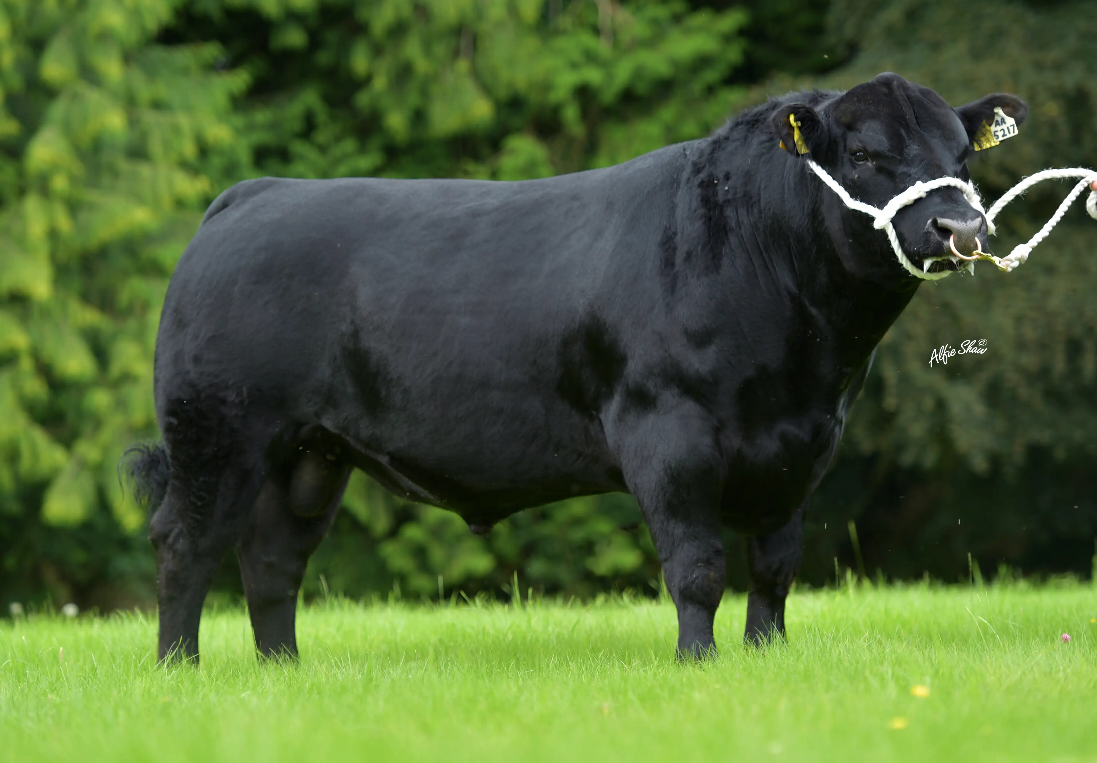 Kilmacannan Philip (AA5217) 279 Day Gestation
