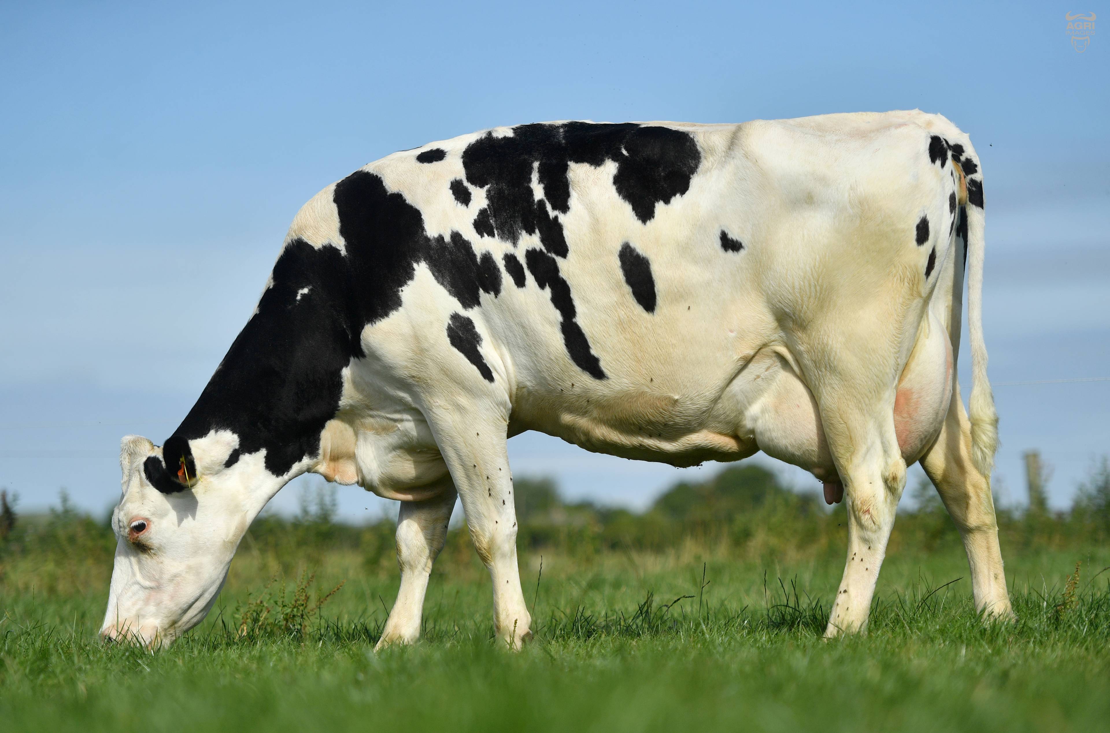 Brandy VG86 - Dam of Brandy Star