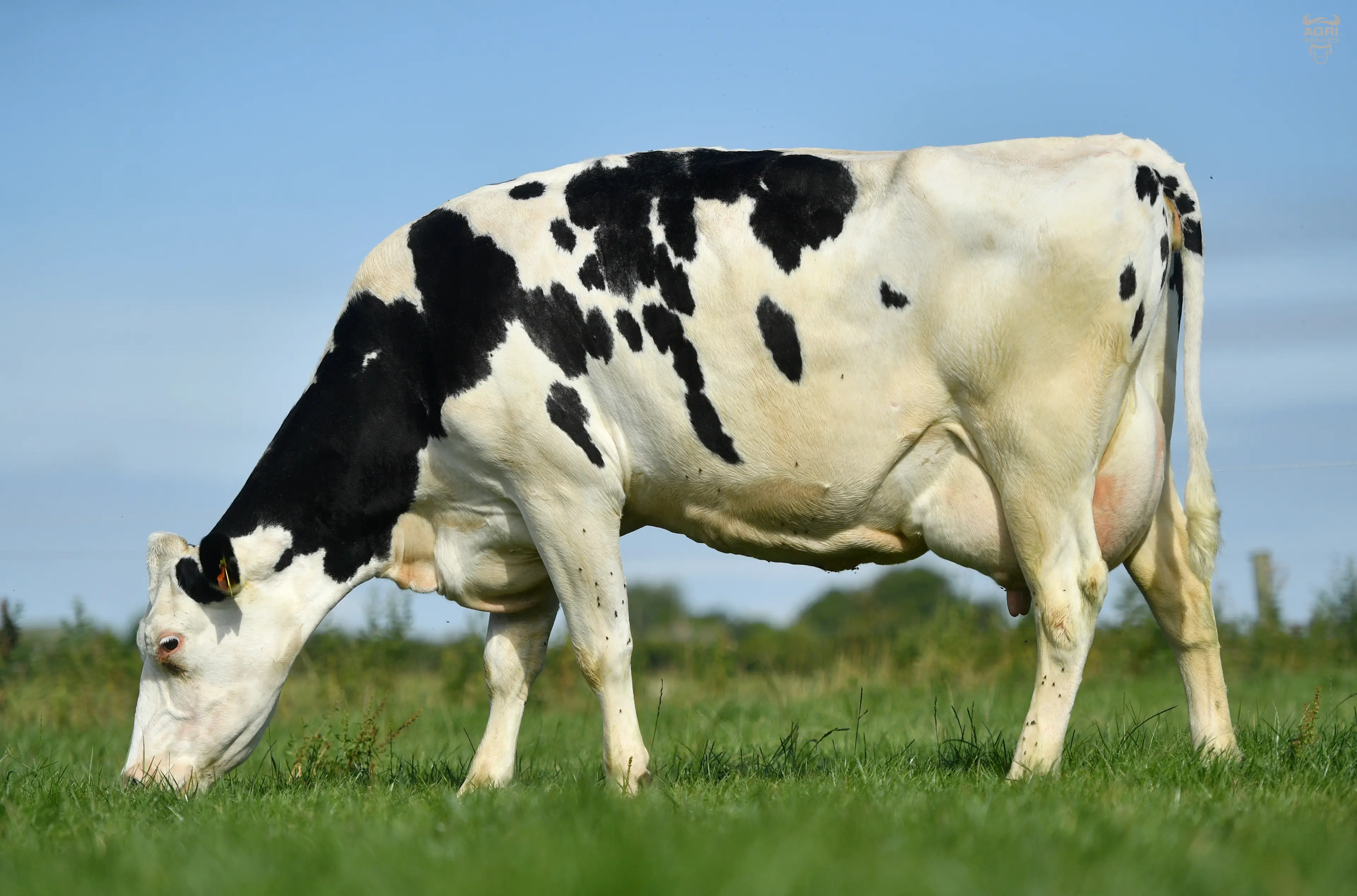 Brandy VG86 - Dam of Brandy Star