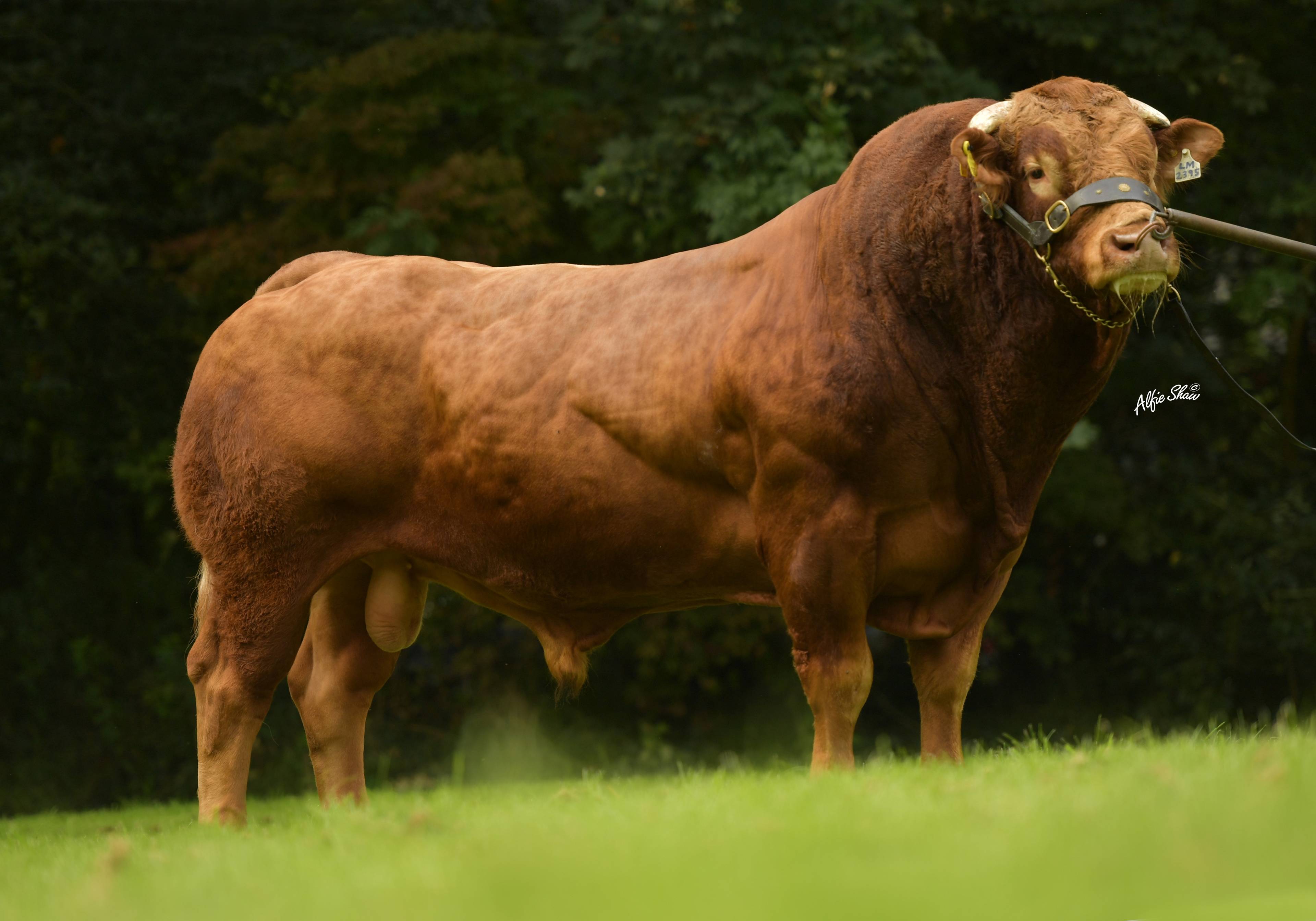 Cavelands Jolly - LM2395