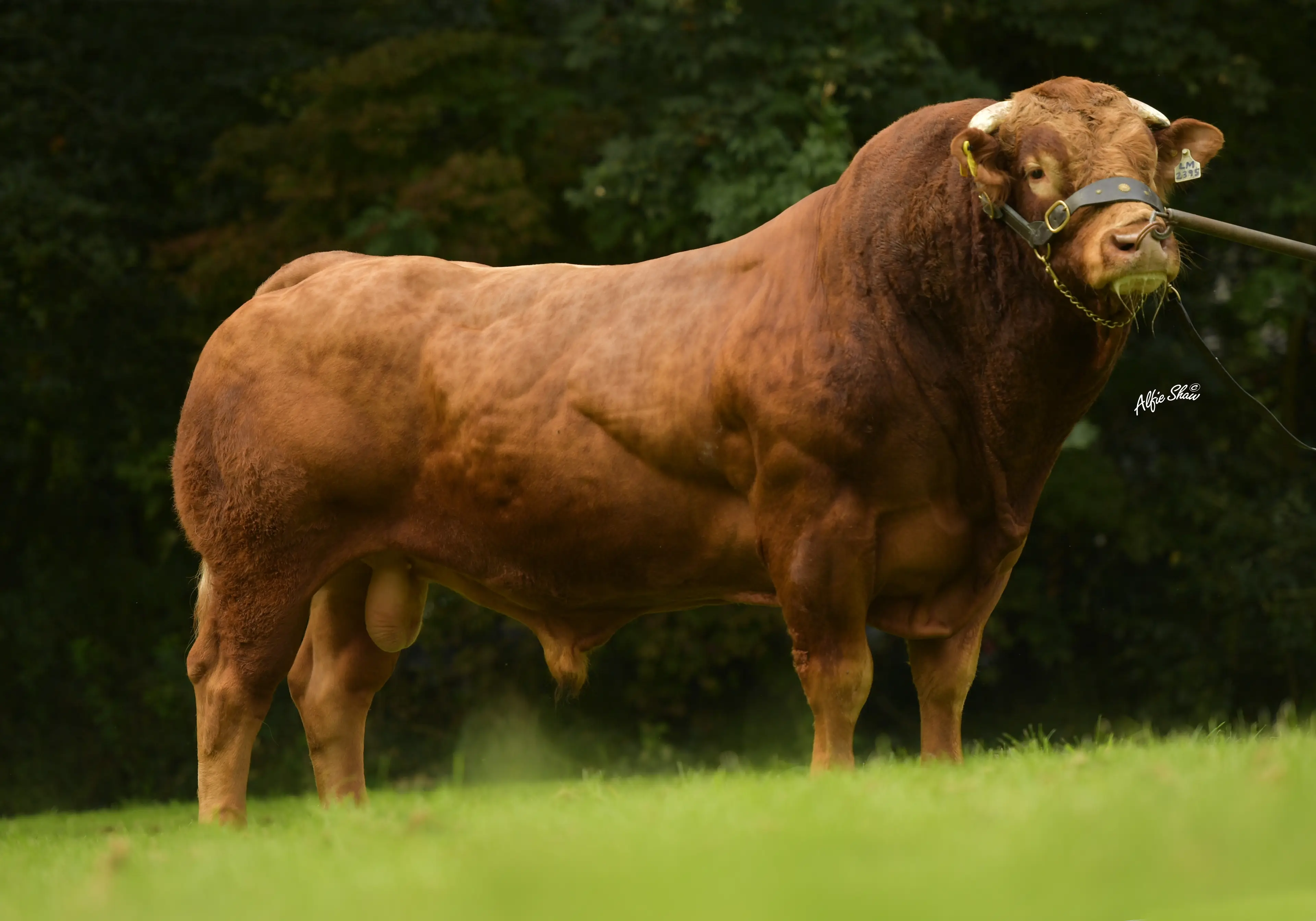 Cavelands Jolly - LM2395