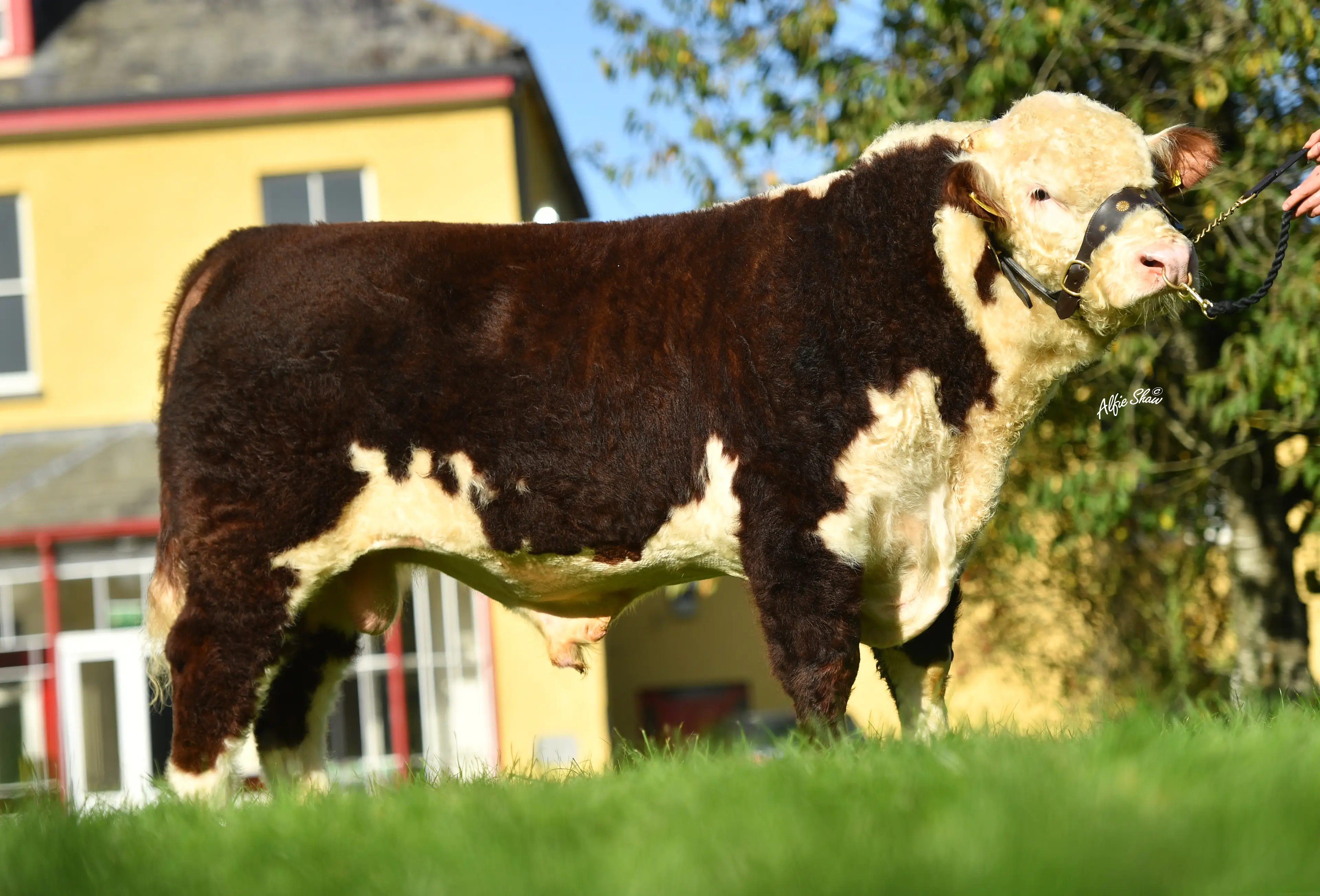 Corlismore Cormac HE7548