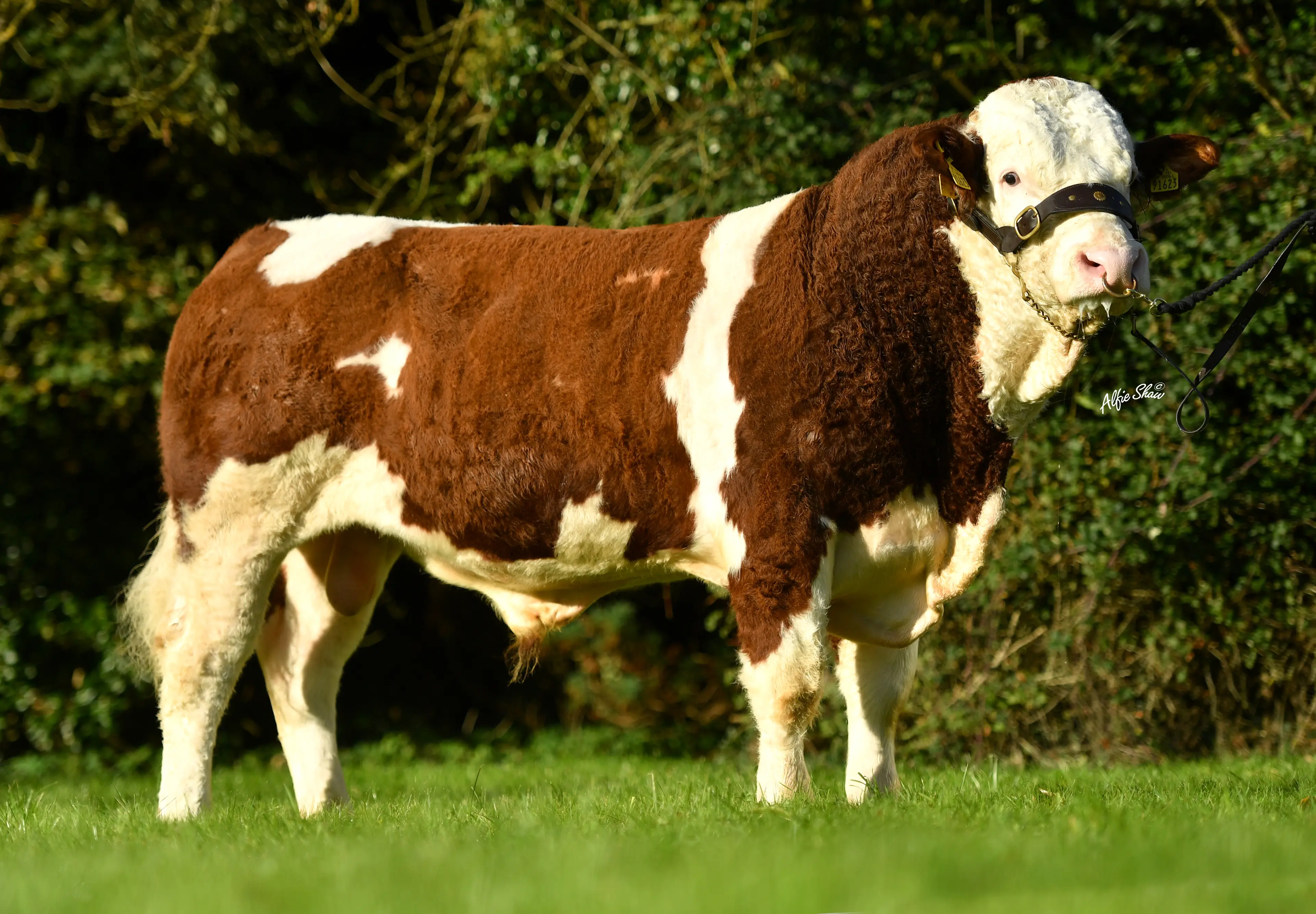 Clonagh Longshot Fab P SI7353
