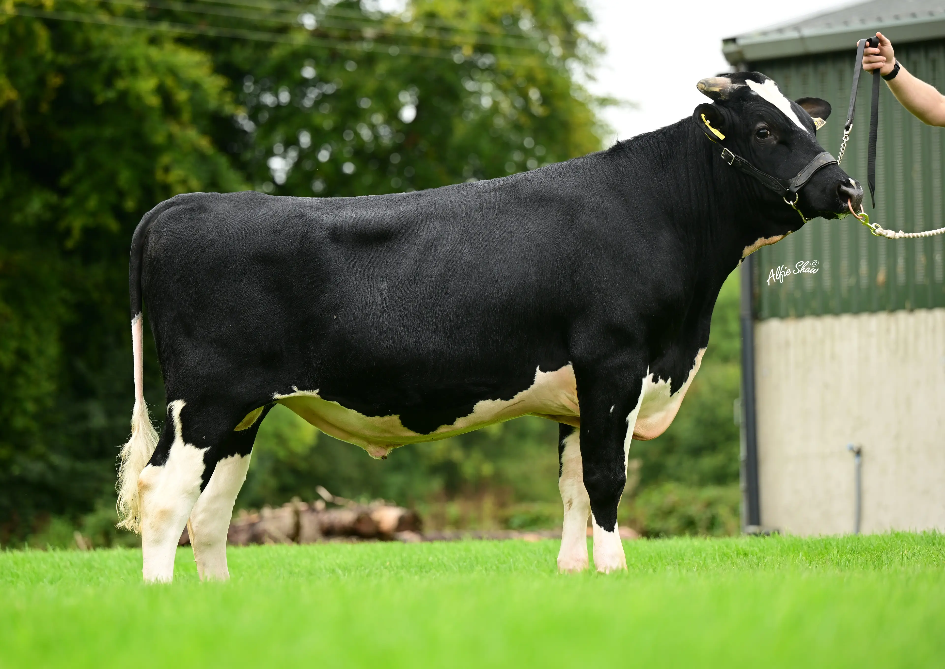 Clochrua Messi (FR9358)