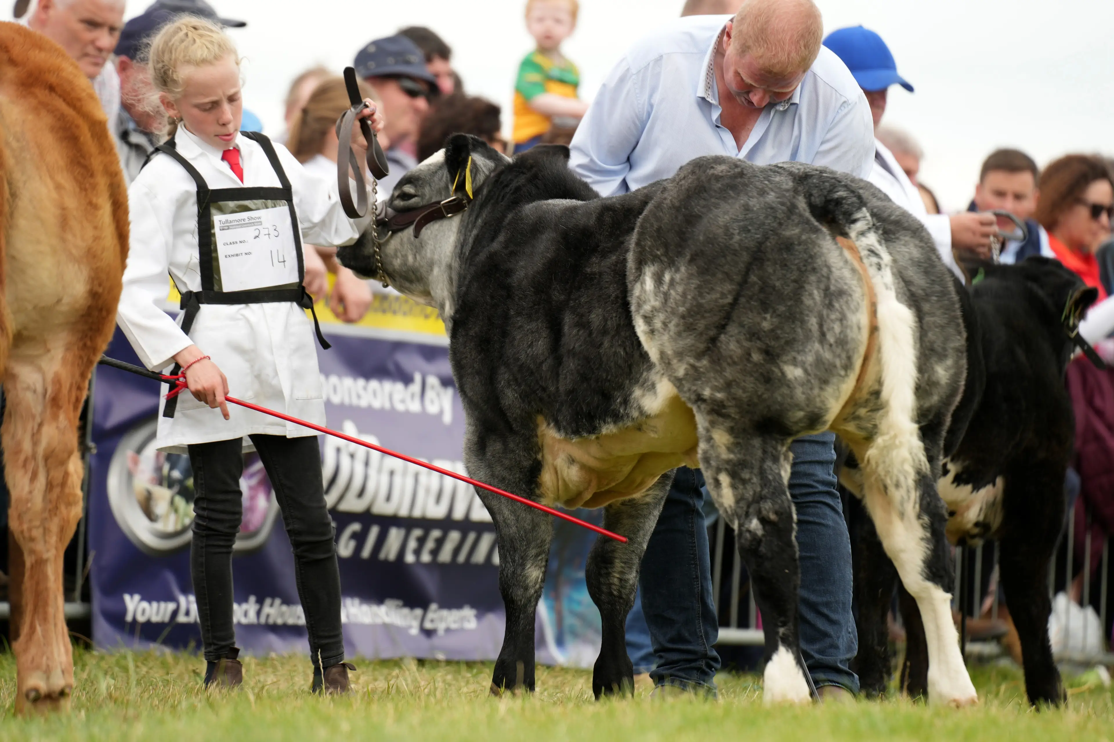 David Hegarty's Hazard VD Pannemeers (BB2280) sired heifer calf