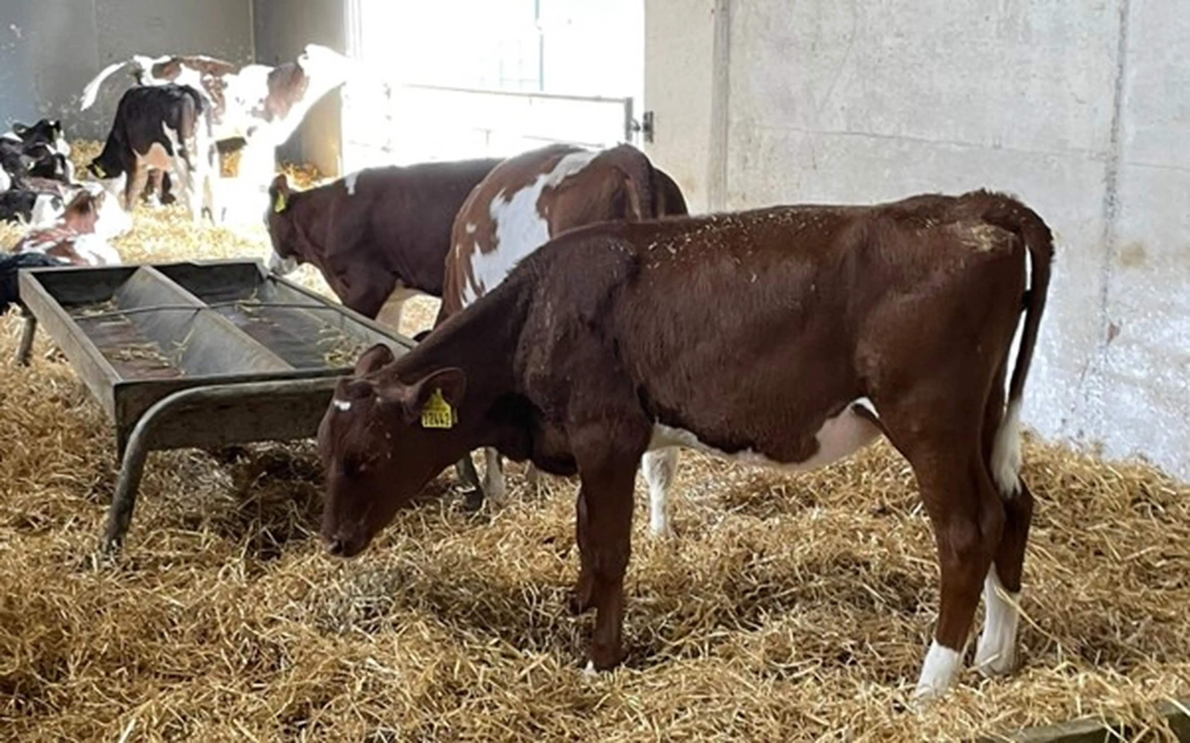 Figure 4 Krovoll NR4941 calf pictured. NR4941 son of NR2016 is the number one component bull in available & Highest percentage daughter proven bull available.