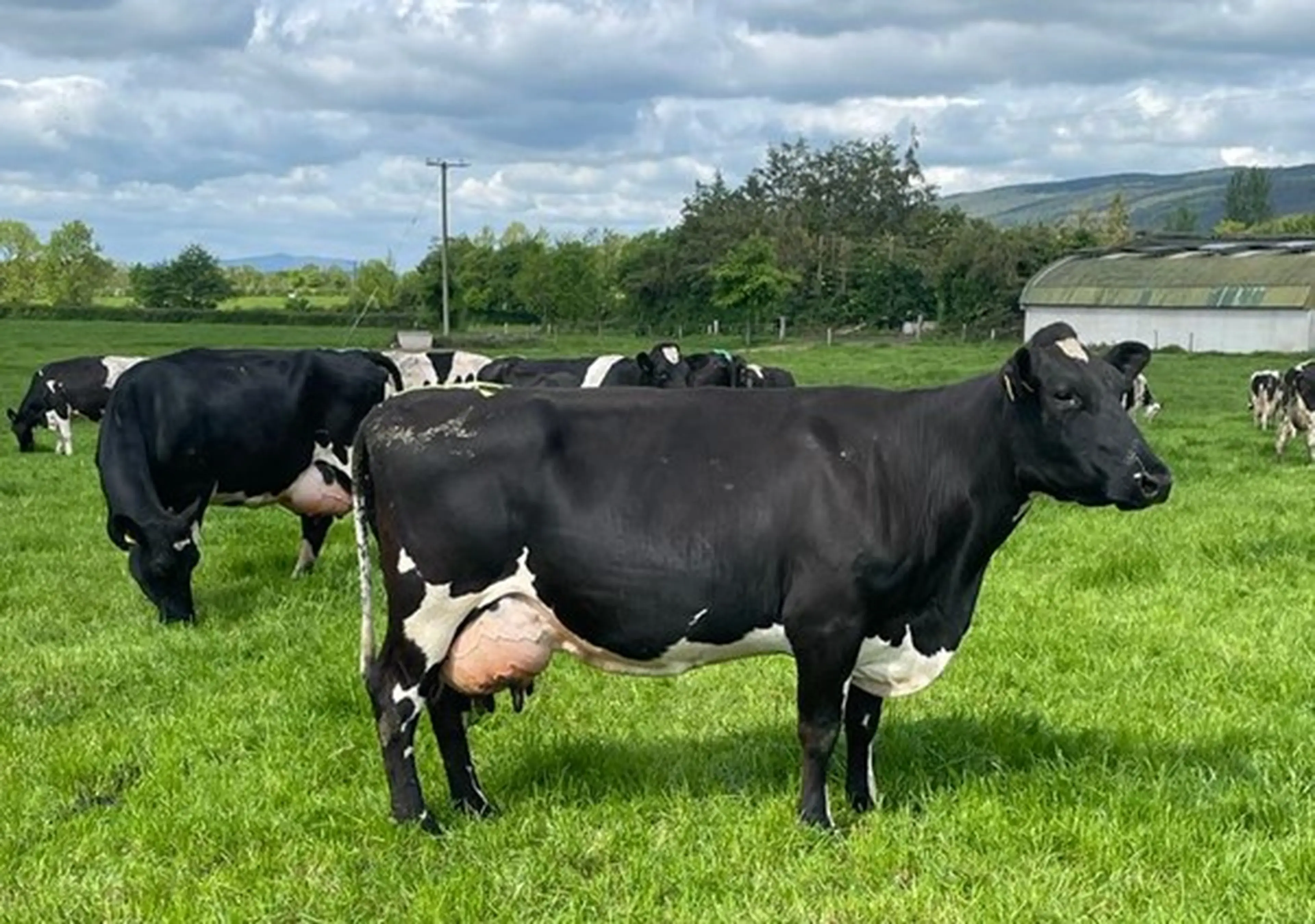 Figure 5 HO X NR, EIK daughter. A two way cross with the Norwegian Red provides durability with improvements to claw health & mastitis resistance.