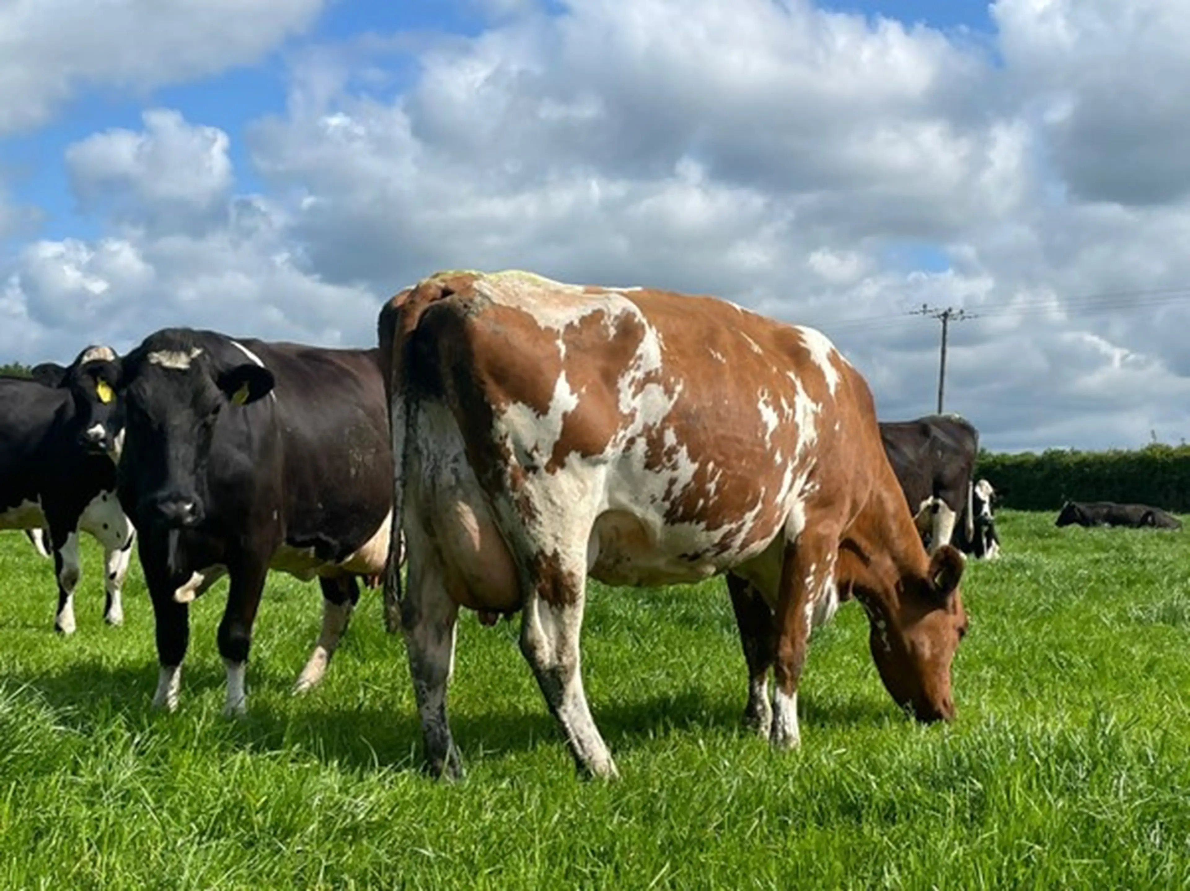 Figure 3 Reitan 2 NR2016 sire of many Norwegian Red bulls. Reitan 2 is a tall Irish daughter proven bull whose daughters have increased milk solid kgs compared to their herd mates.