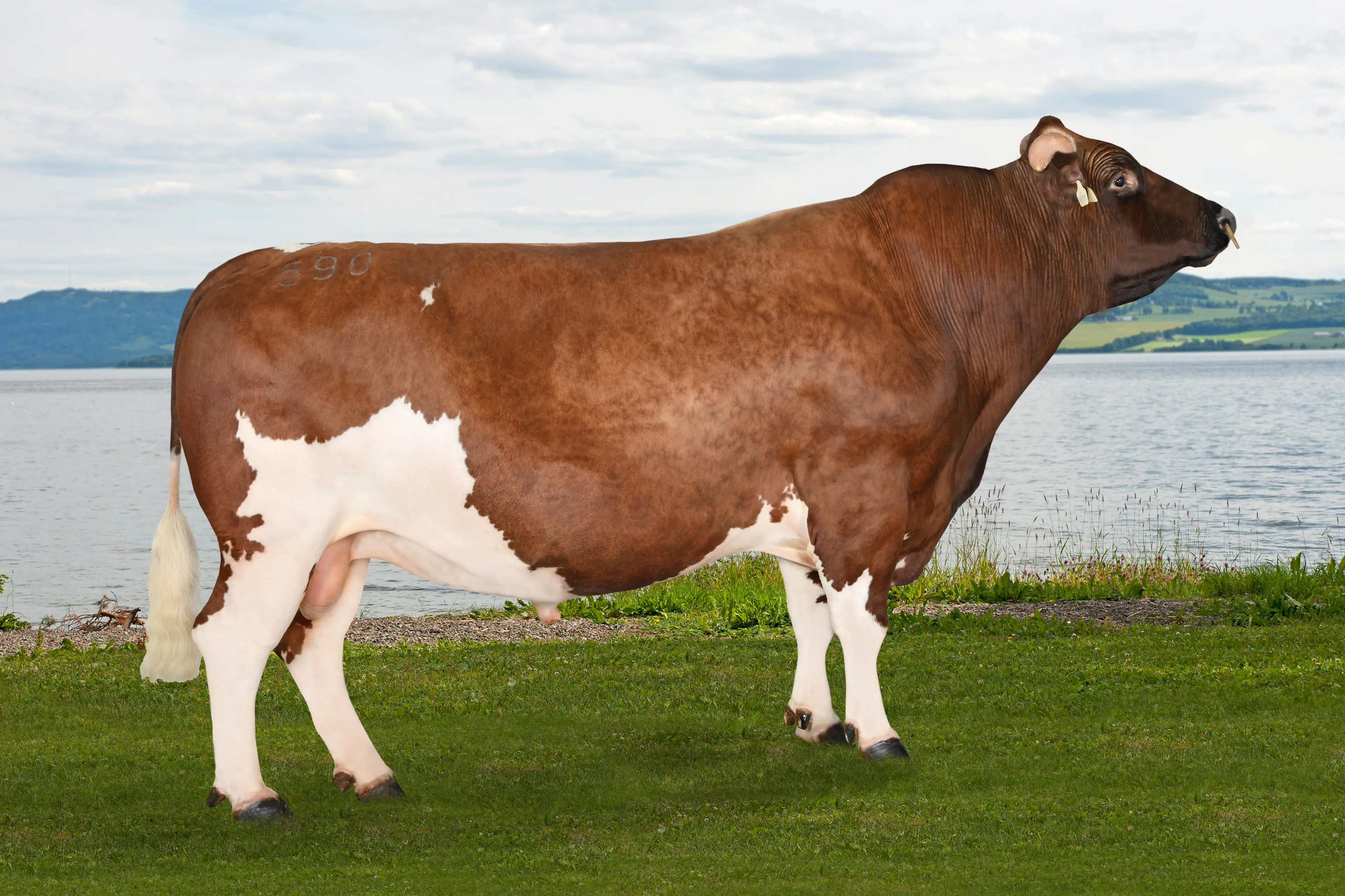 Roen NR5881