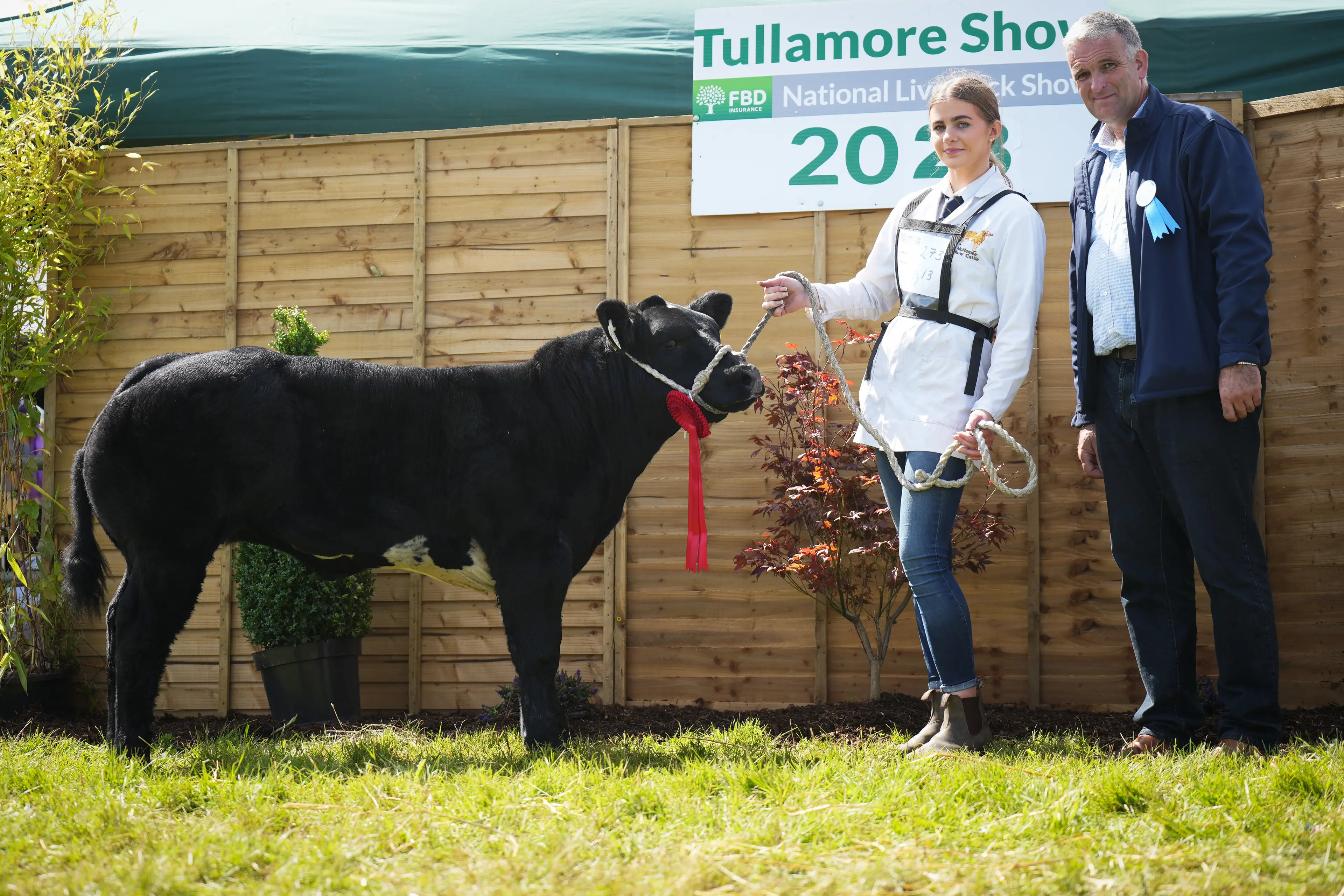 1st Prize Winner in the under 270kg calf class went to this Solway View Dynamite (S1109) heifer calf
