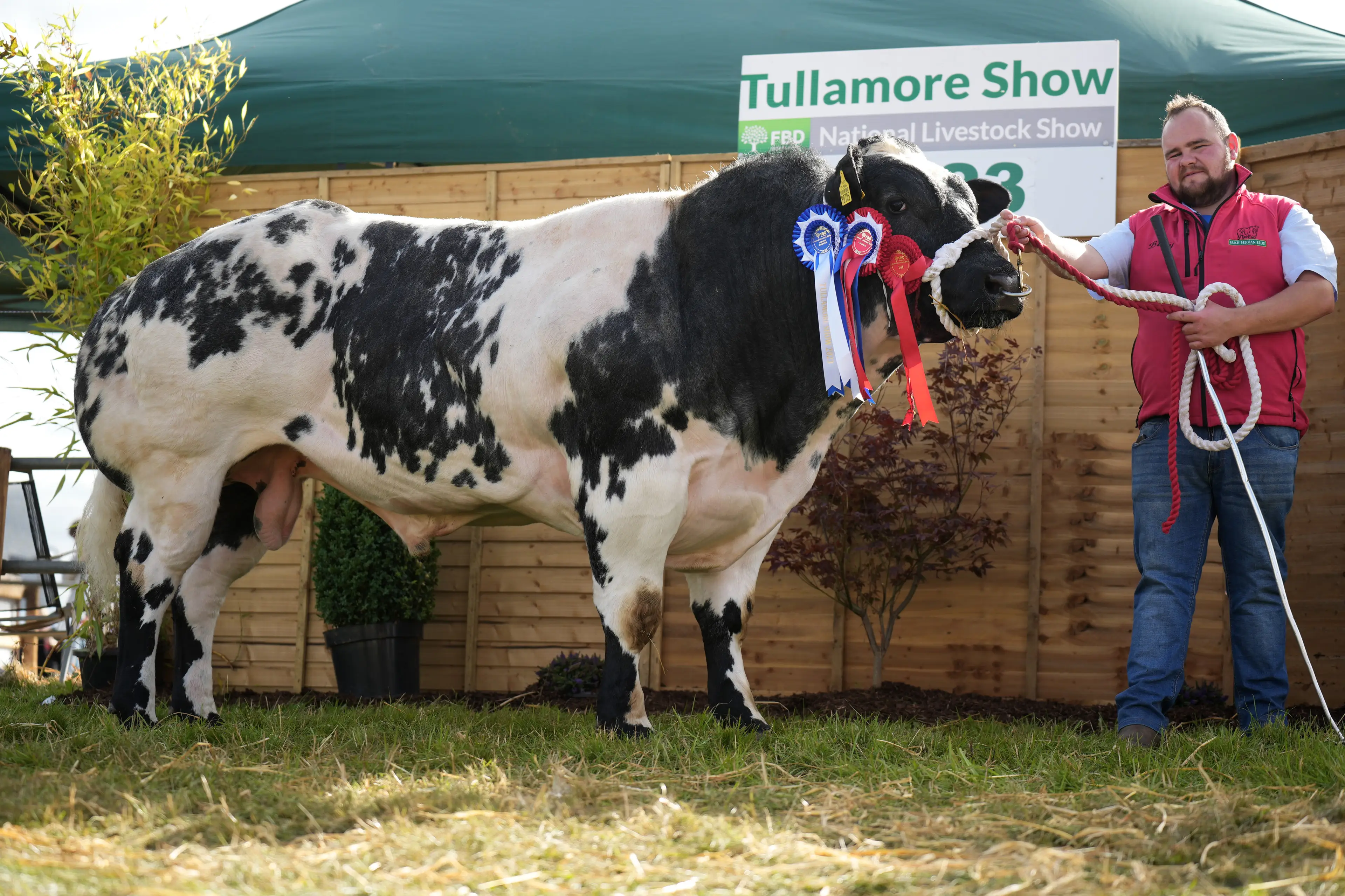 Billy Dunne's Reserve Overall Belgian Blue Champion sired by Empire d'Ochain (EZN)