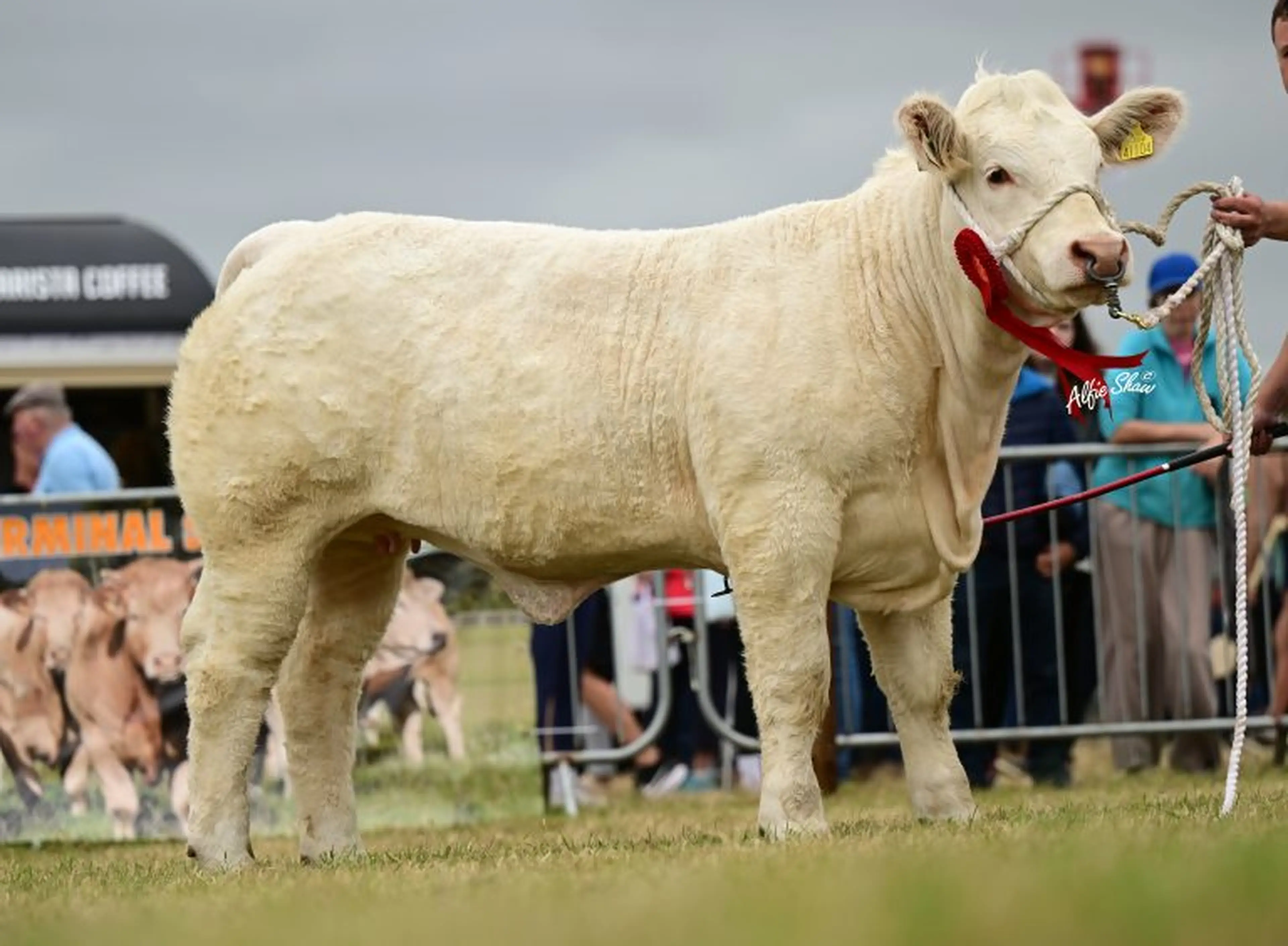 James & Noel McSweeney's Fury Action (S605) sired heifer / Agri Images