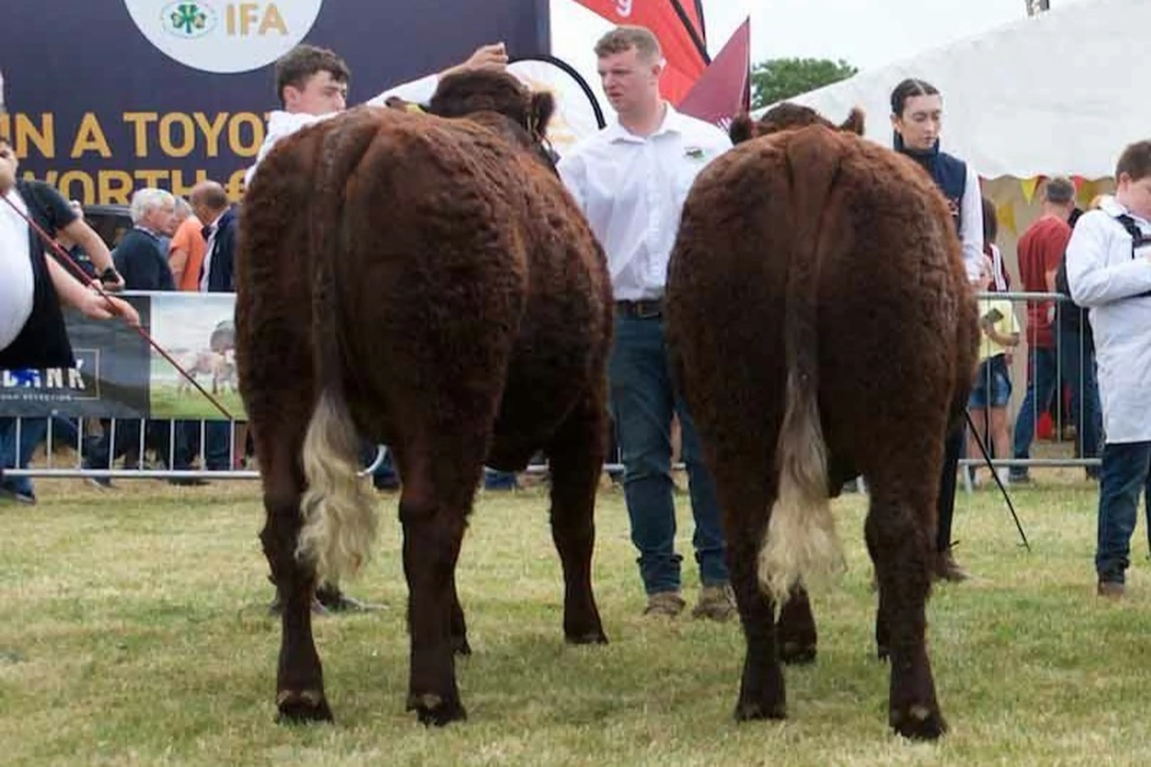 John Burke's Montesqieu (SA6253) sired heifers / Bo Davidson