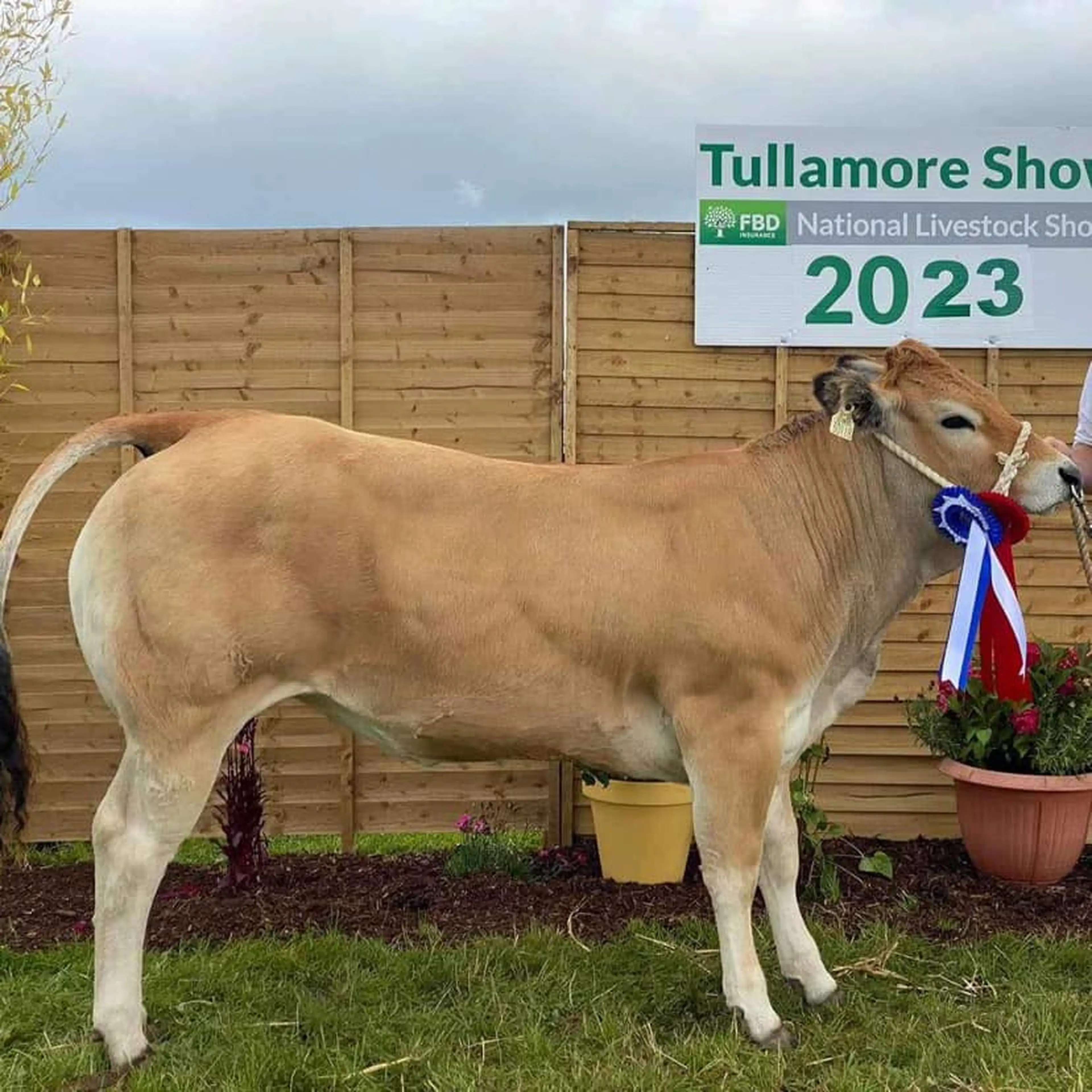 Ronan Carroll's Reserve Overall Parthenaise Cahmpion sired by Gainsbarre (PT2165)