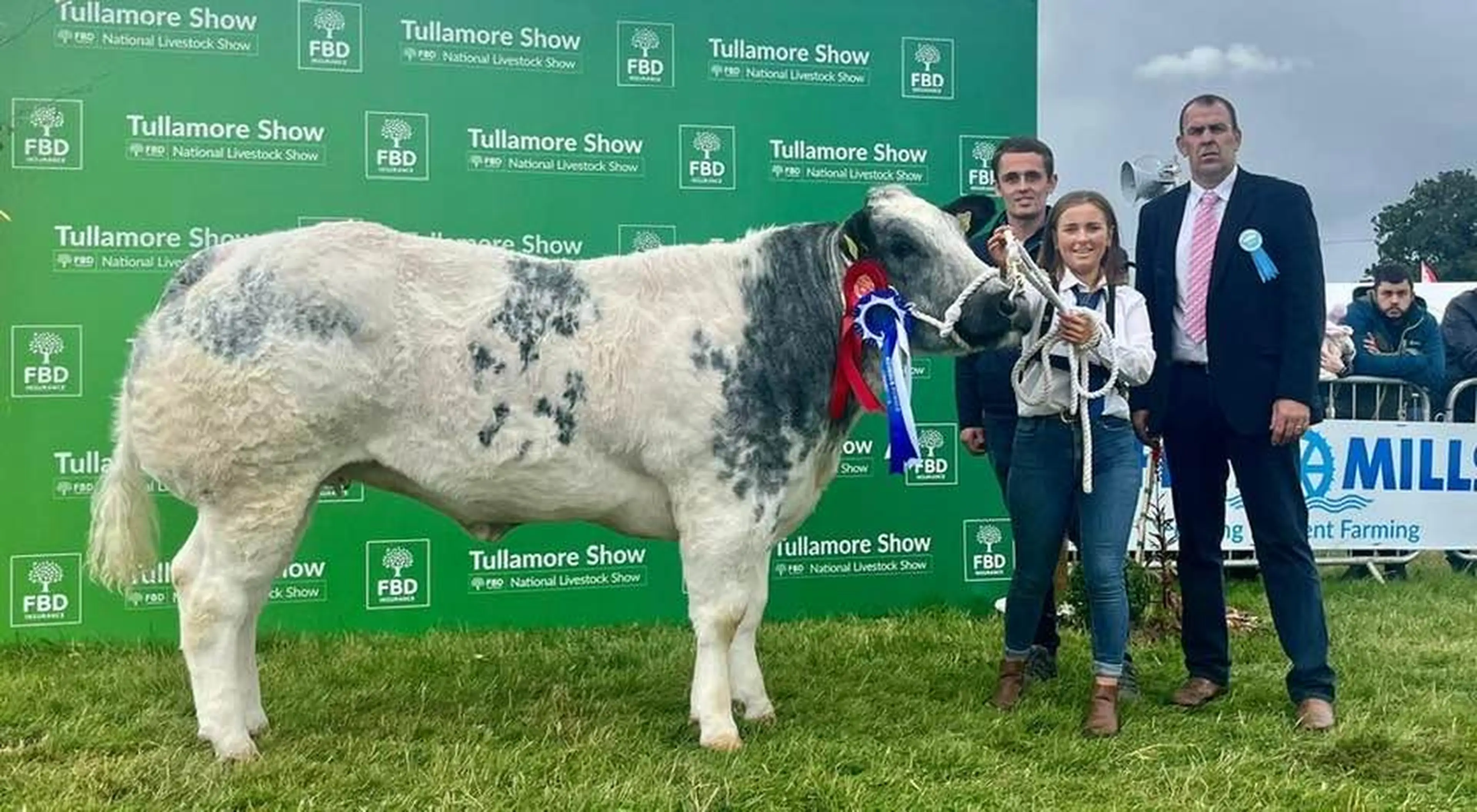 Reserve Overall Belgian Blue Female Champion sired by Imperial de l'Ecluse (S905)