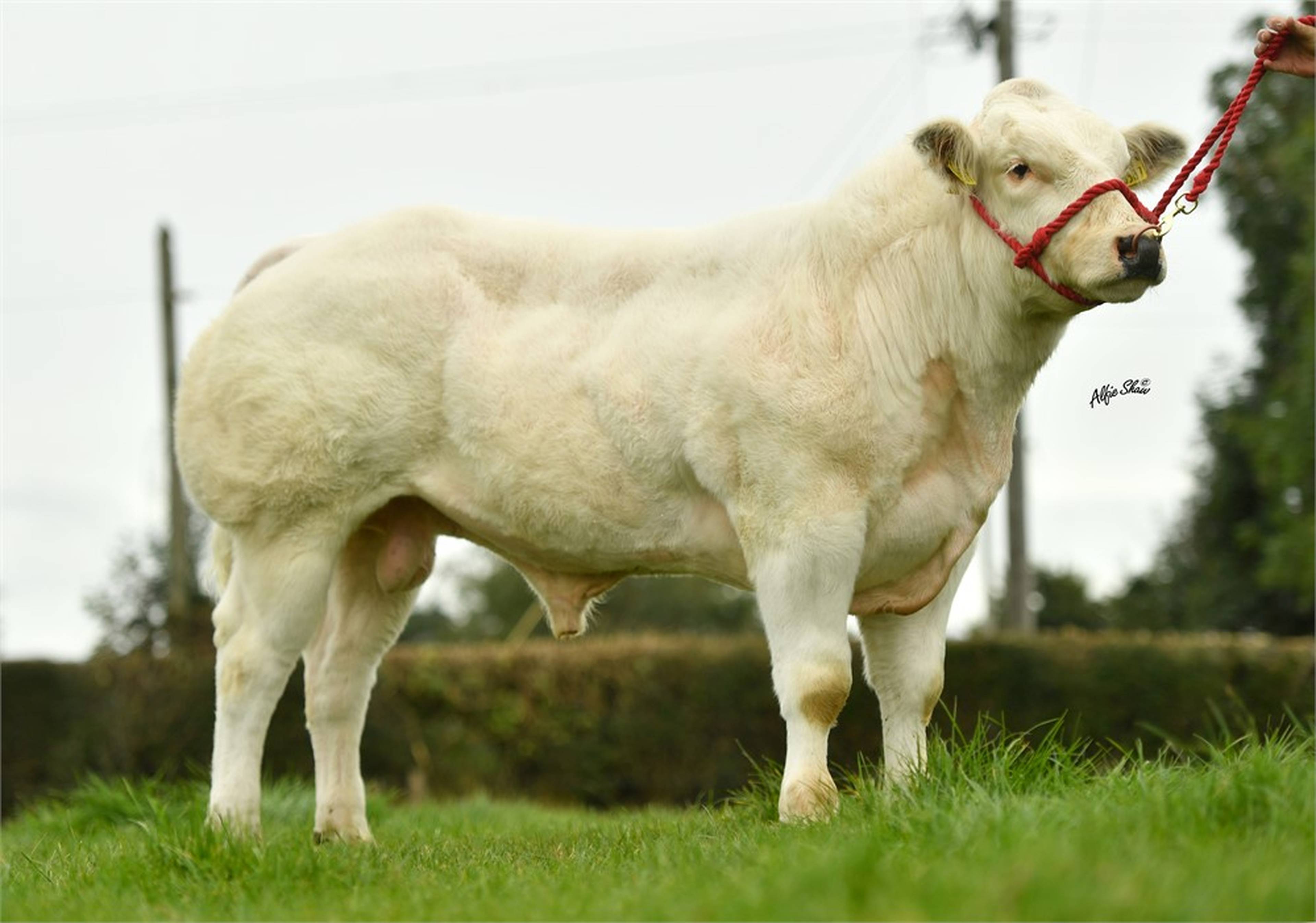 Rathlyon Olaf ET (BB8226)