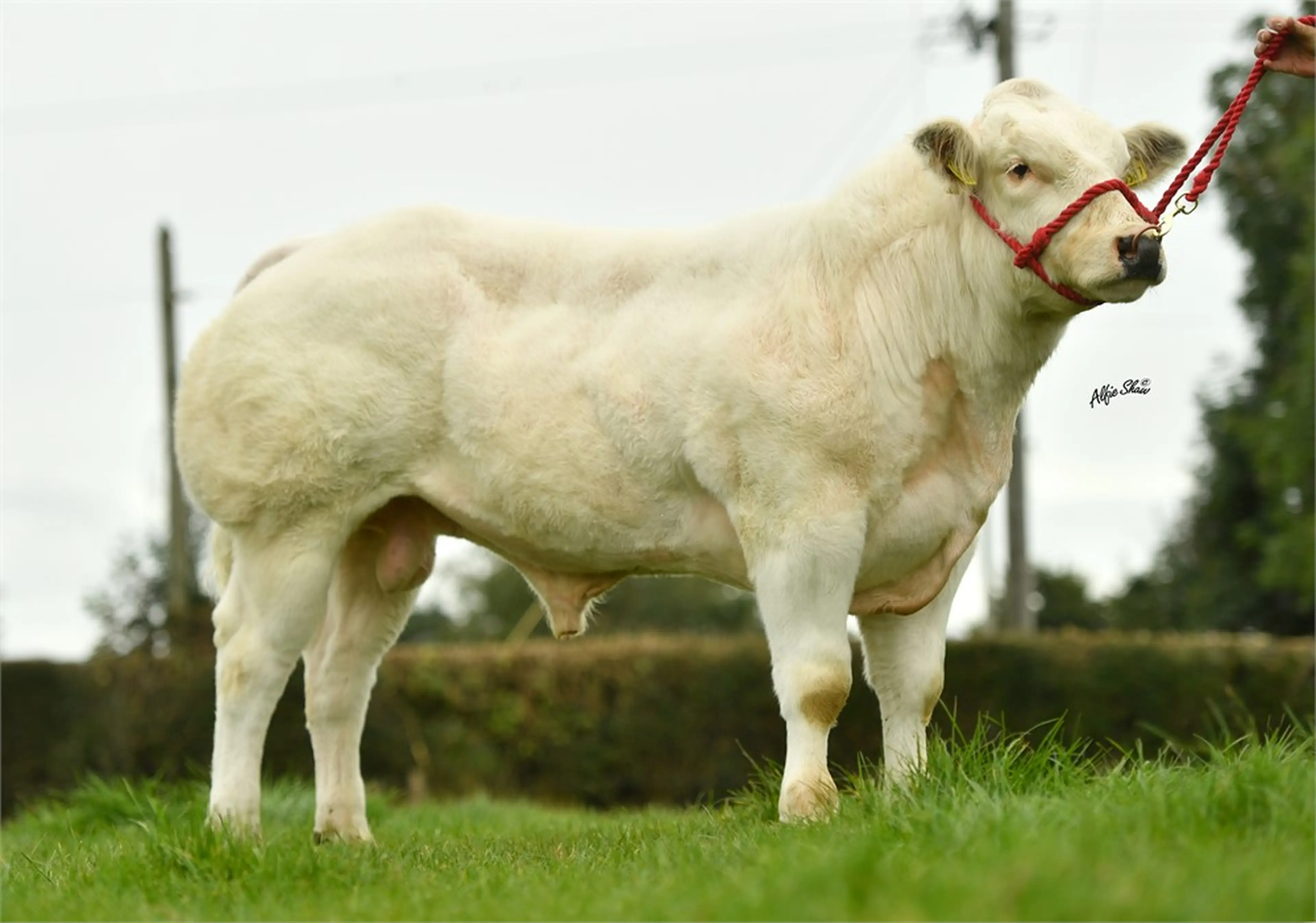 Rathlyon Olaf ET (BB8226)